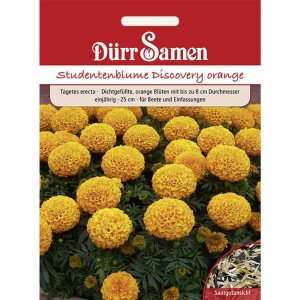 Dürr Samen Studentenblume Discovery Orange: Saatgut für leuchtend orange, dicht gefüllte Blüten.