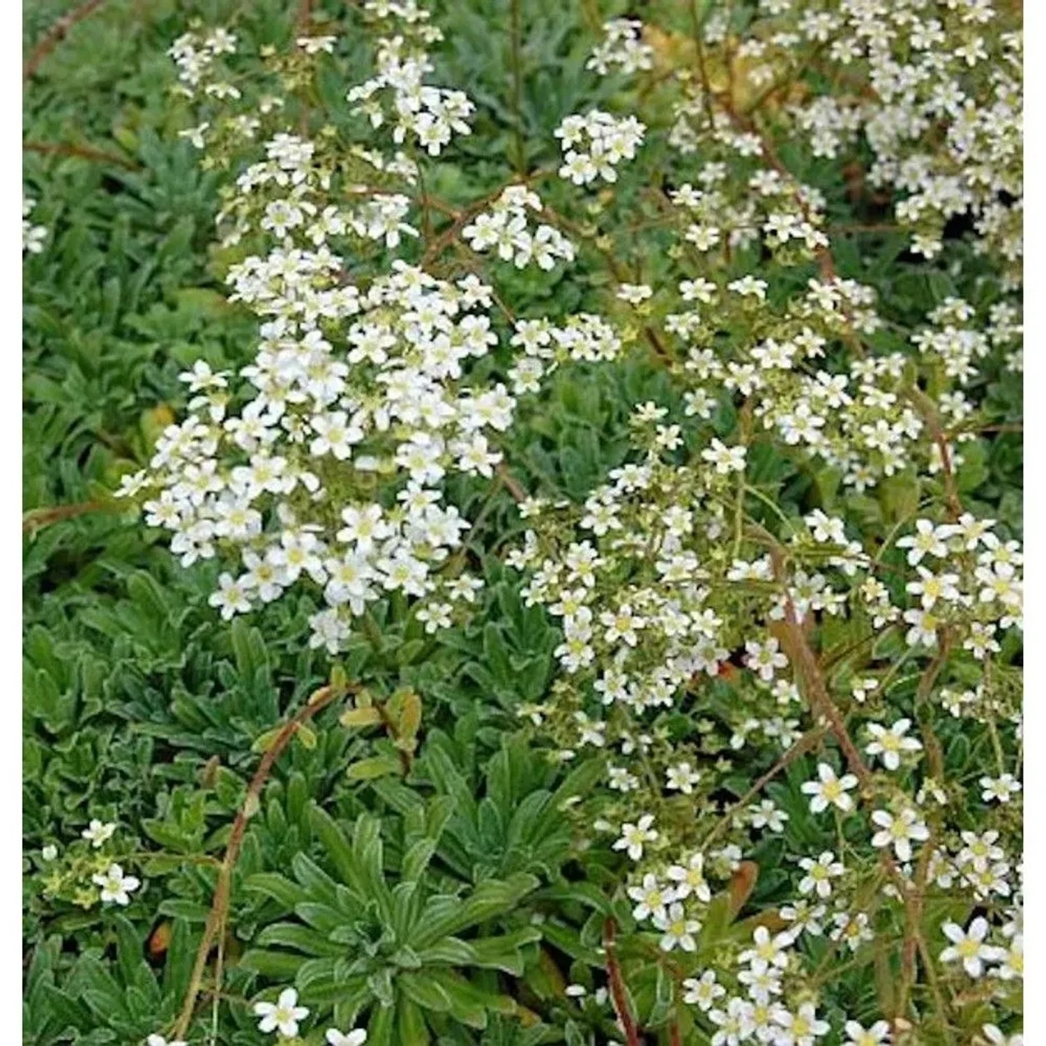 Rosetten Steinbrech Islandica - Saxifraga cotyledon