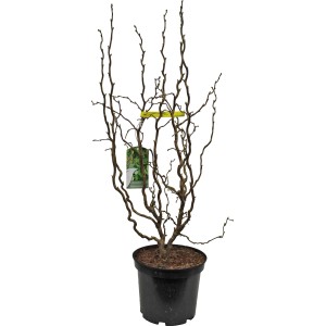 Korkenzieher-Hasel 'Scooter' im Topf, ca. 50-60 cm hoch, dekorative Zierpflanze für Garten und Terrasse.