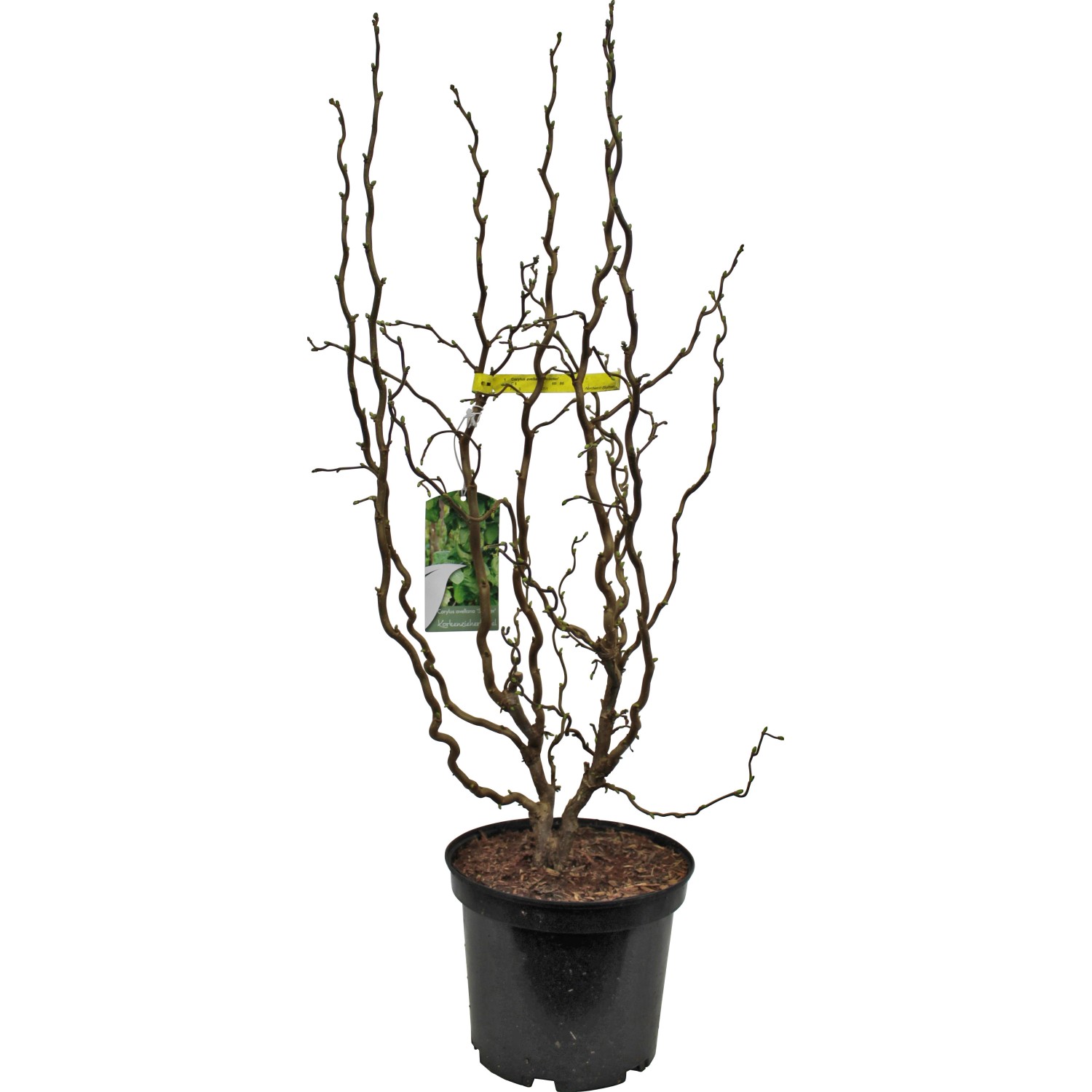 OBI Korkenzieher-Hasel Scooter Gelb Höhe ca. 50 - 60 cm Topf ca. 5 l Corylus