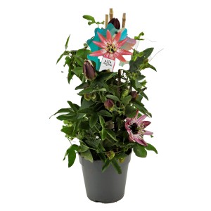 Passionsblume im Topf, Farbenauswahl zufällig. Kletterpflanze mit exotischen Blüten.