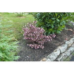 Buschige Weigelie 'Nana Purpurea' mit purpurroten Blüten im Gartenbeet.