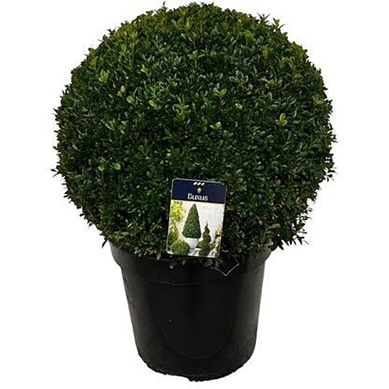 Buxus sempervirens Kugel 20 l winterhart immergrün kaufen bei OBI