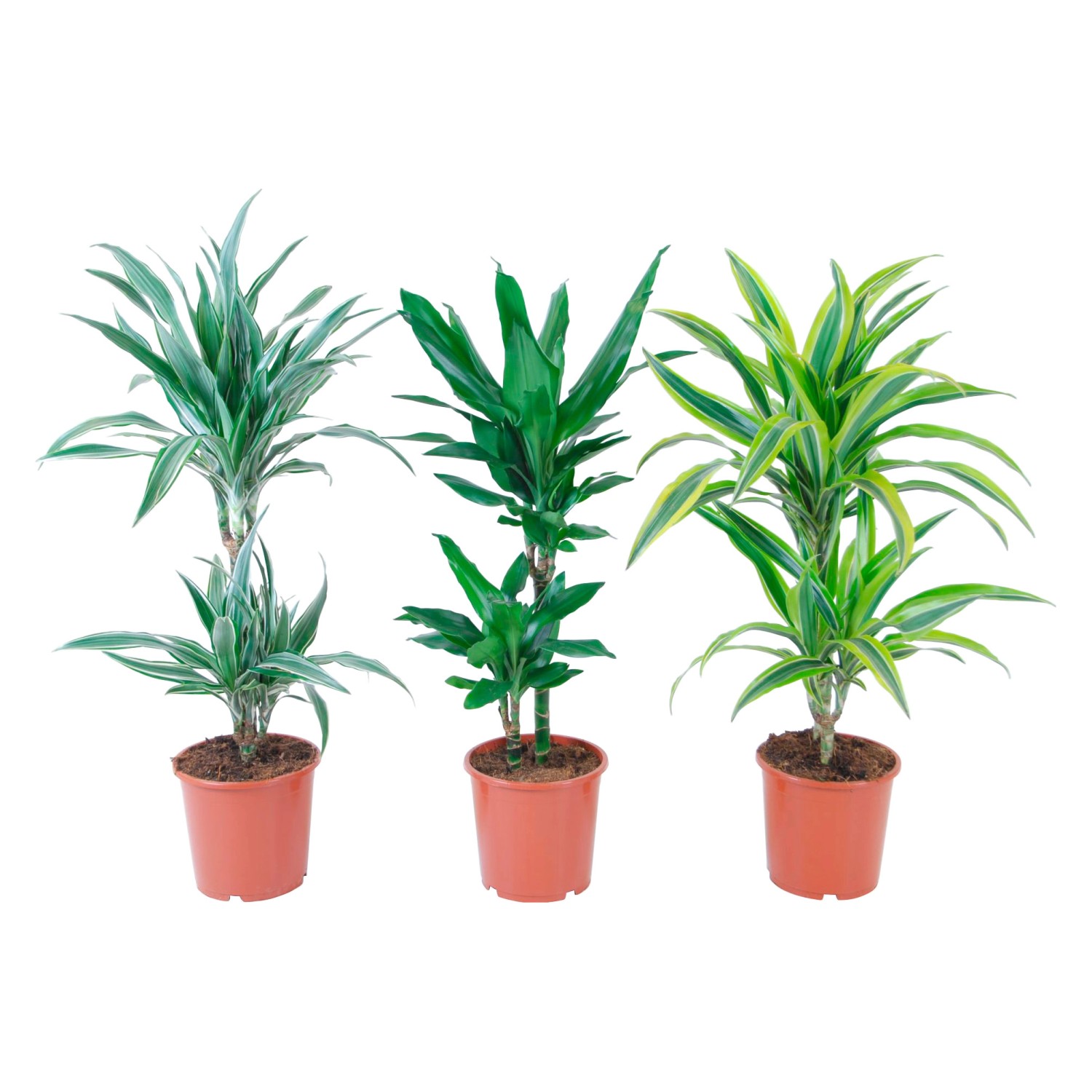 GROW by OBI Drachenbaum Deremensis 2er Stamm Topf Ø ca. 17 cm Dracaena Fragans