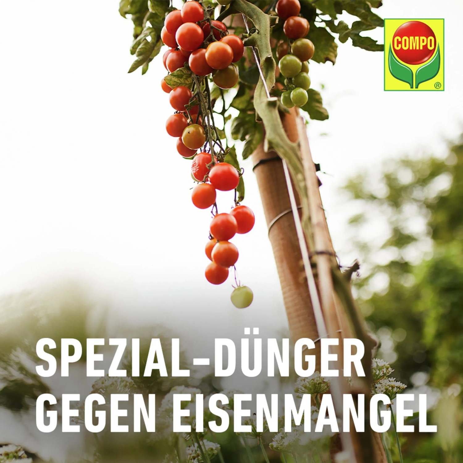 Rasendnger Eisen 1 Kg  Fr Wein, Obst & Garten Gegen Chlorose COMPO  EXPERT Fetrilon 13 Eisendnger