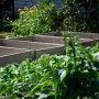 Rechteckige, graue Dobar Pflanzbeet-Umrandung aus Holz im Garten, bepflanzt mit Gemüse.