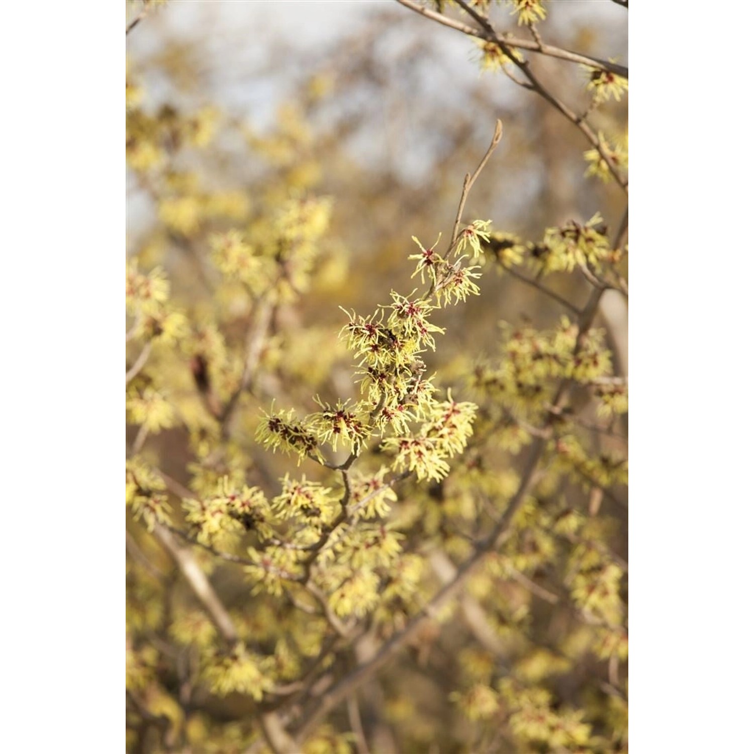 Hamamelis Virginiana Virginische Zaubernuss Gelb 125–150 cm günstig online kaufen