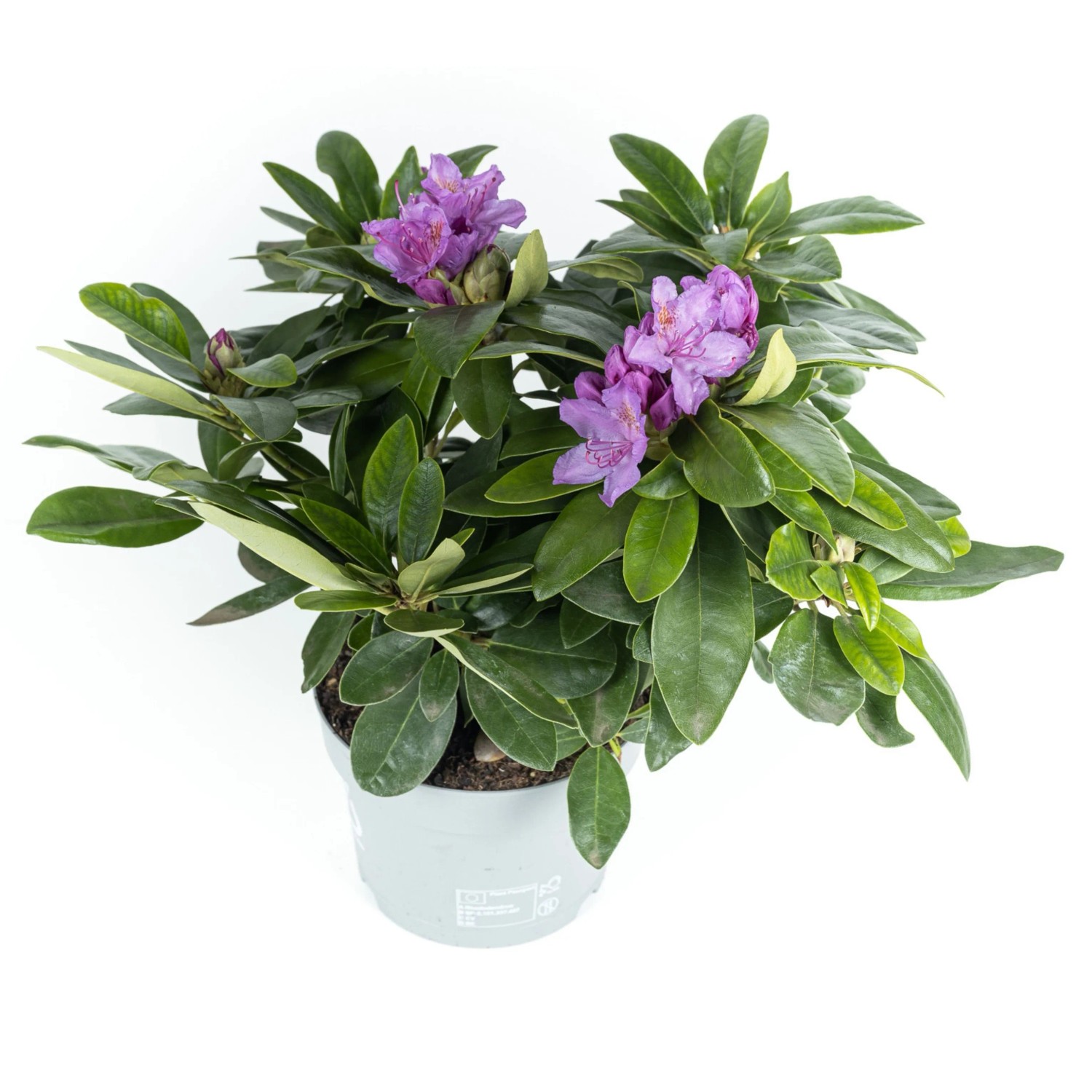 Rhododendron Im Topf Pflege