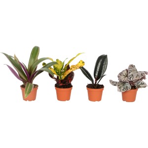 Verschiedene Mini Grünpflanzen im Topf, ca. 10-15 cm hoch. Dekorative Zimmerpflanzen.