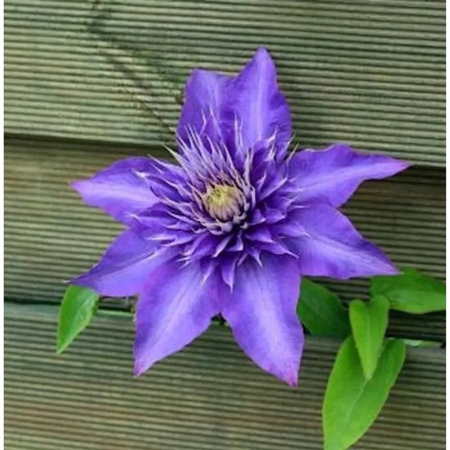 Waldrebe Multi Blue 125-150cm - Clematis