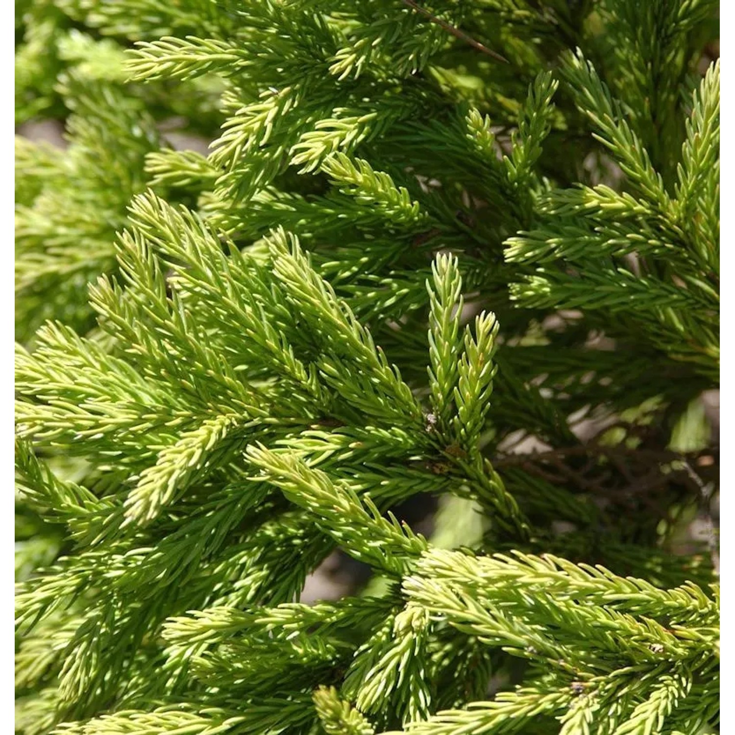Hochstamm Japanische Sicheltanne Globosa Nana 40-60cm- Cryptomeria japonica