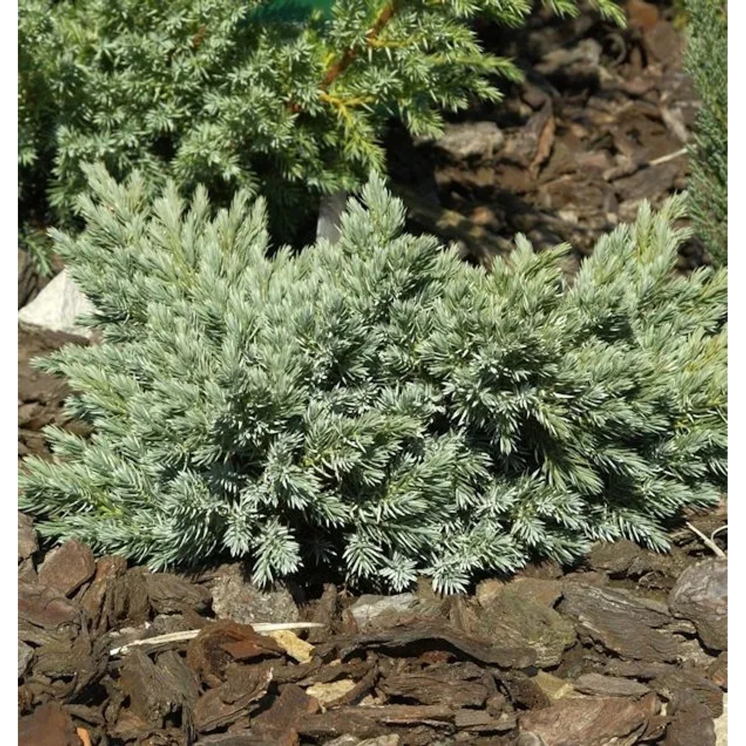 Blauer Sternwacholder 10-15cm - Juniperus squamata