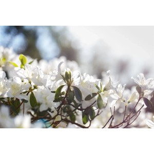 Nahaufnahme einer blühenden, weißen Rhododendron Schneesturm Azalee im Garten.