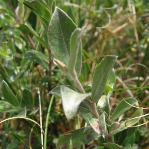 Kriechweide Salix repens 50 bis 60 cm im Container Niedriger Wuchs