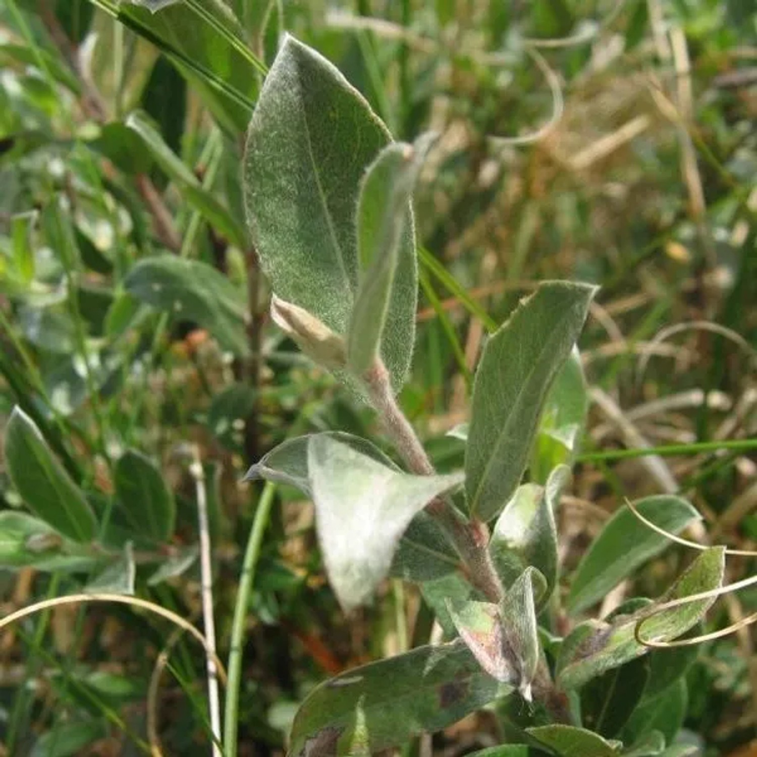 Kriechweide Salix repens 50 bis 60 cm im Container Niedriger Wuchs