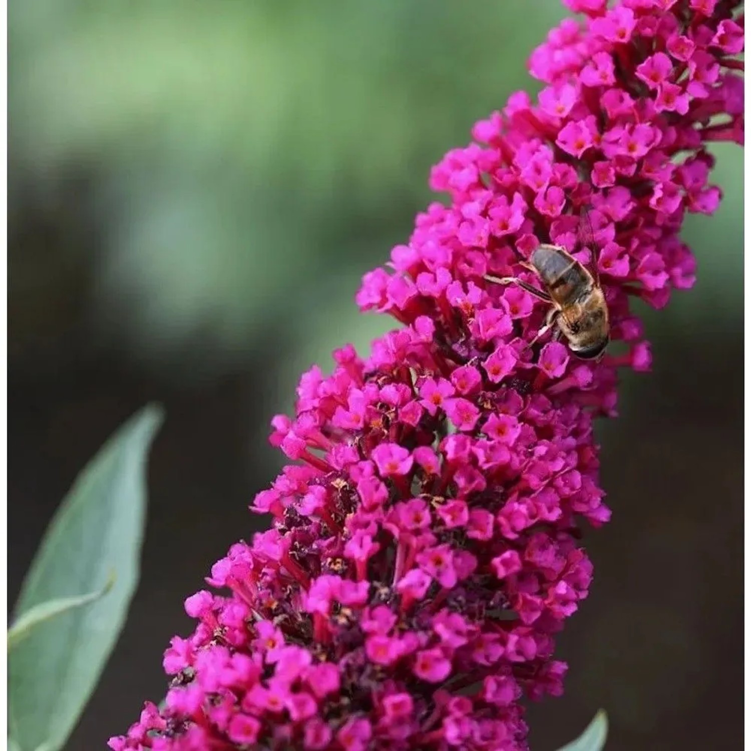 Sommerflieder Royal Red 30-40cm - Buddleja