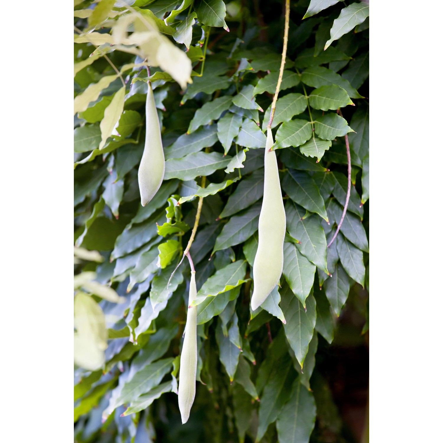 GROW by OBI Blauregen "Issai", "Rosea", "Shirokapitan Fuji" 120 cm 18 l  kaufen bei OBI