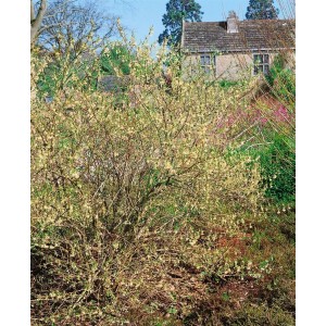 Duftende, cremeweiße Blüten der Winter Beauty Heckenkirsche (Lonicera Purpusii) im Garten.