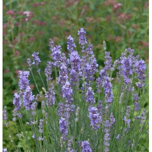 Blühender echter Lavendel 'Phenomenal' im Gartenbeet, violette Blütenstände.