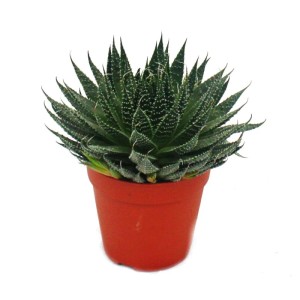 Sukkulente Aloe im Topf, Teil des Exotenherz Sets.