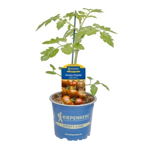 Kiepenkerl Tomate Alido Zebra im Topf, rot-grün gestreifte Früchte.