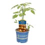 Kiepenkerl Tomate Alido Zebra im Topf, rot-grün gestreifte Früchte.