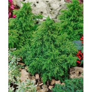 Grüne Japanische Sicheltanne 'Yokohama' (Cryptomeria japonica) im Garten.