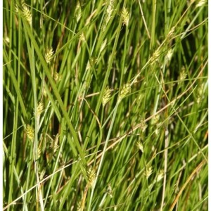 Winkel Segge - Carex remota