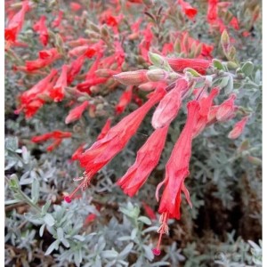 Kalifornische Fuchsie (Zauschneria californica), Staude mit roten, röhrenförmigen Blüten.