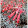 Kalifornische Fuchsie (Zauschneria californica), Staude mit roten, röhrenförmigen Blüten.