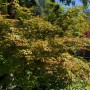 Acer Palmatum Katsura, Japanischer Ahorn mit orange-gelben Blättern im Garten.