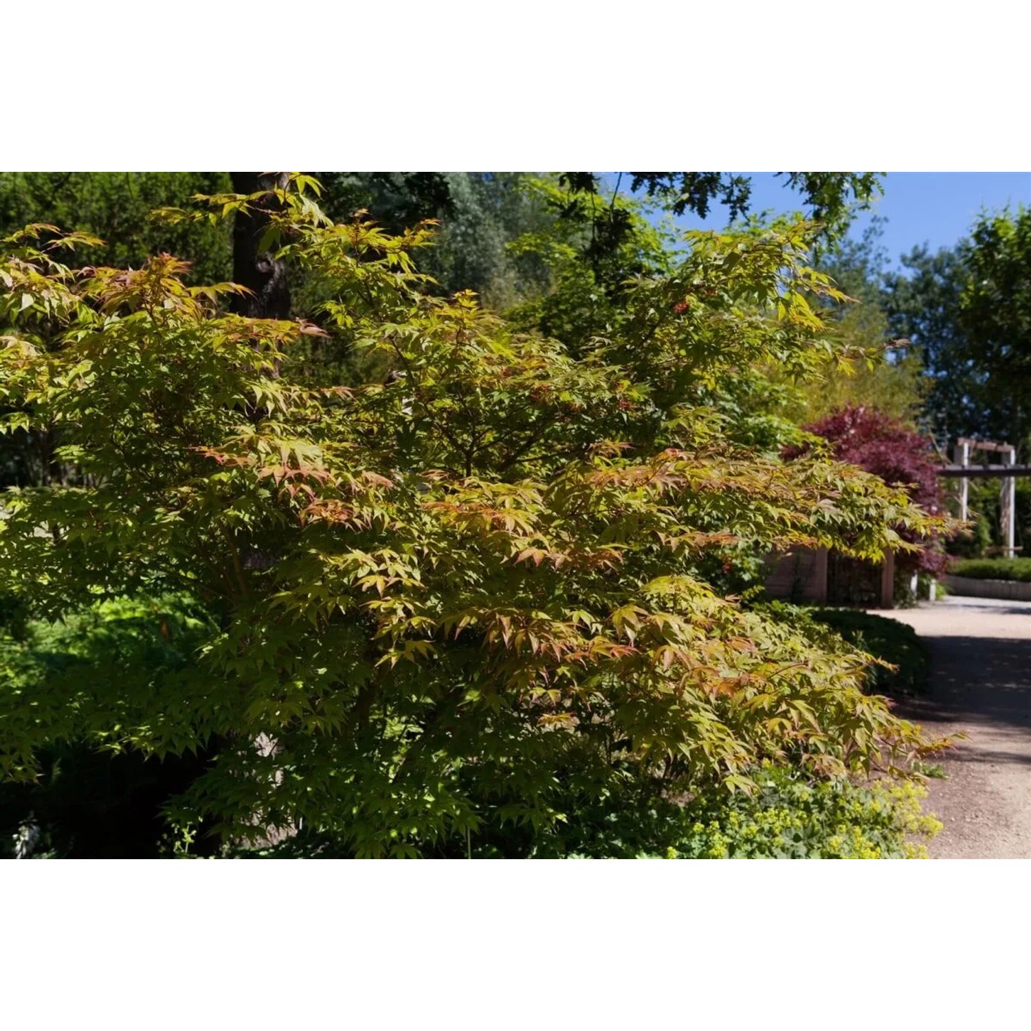 Acer Palmatum Katsura, Japanischer Ahorn mit orange-gelben Blättern im Garten.