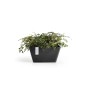 Quadratische, dunkelgraue Ecopots Pflanzschale Berlin mit grüner Pflanze.