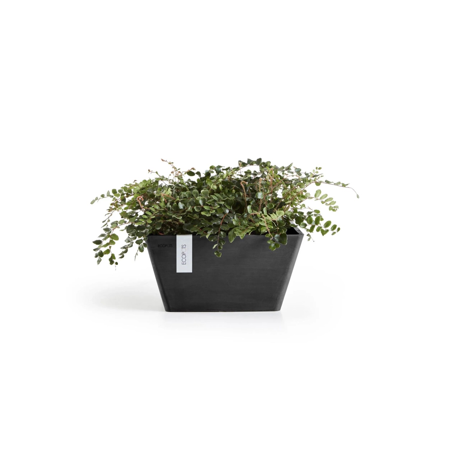 Quadratische, dunkelgraue Ecopots Pflanzschale Berlin mit grüner Pflanze.
