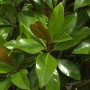 Immergrüne Magnolie Galissoniere mit glänzenden, grünen Blättern. Strauch für den Garten.