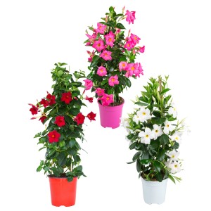 Dipladenie Pyramide in Rot, Pink und Weiß im Topf, ca. 60-80cm hoch.