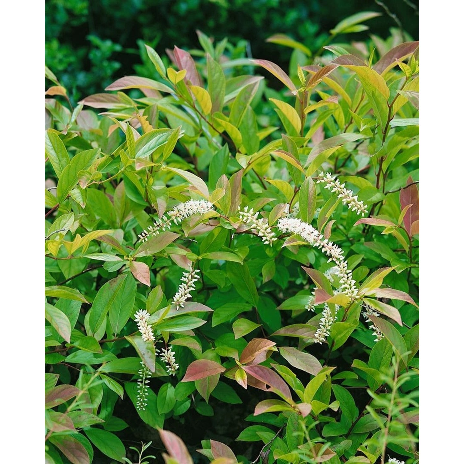 Itea Virginica Little Henry Virginia-Süßspiere Weiß 30–40 cm günstig online kaufen