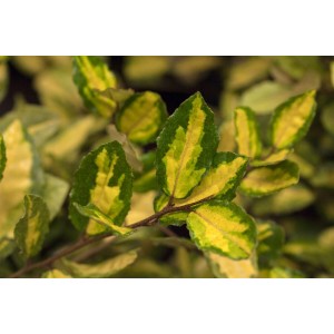 Nahaufnahme der gelb-grünen Blätter einer Elaeagnus Pungens Maculata Silberbeere.