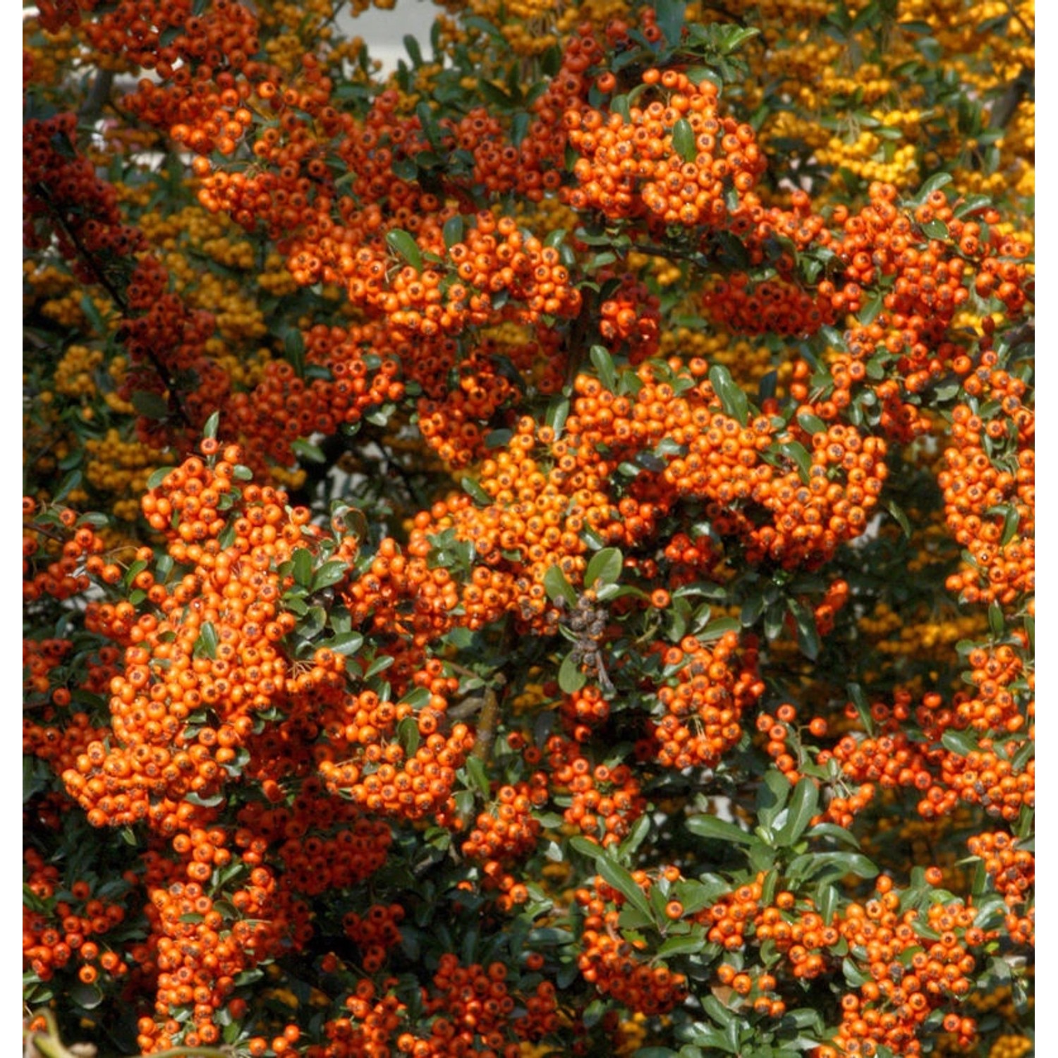 Feuerdorn Orange Star 40-60cm - Pyracantha günstig online kaufen