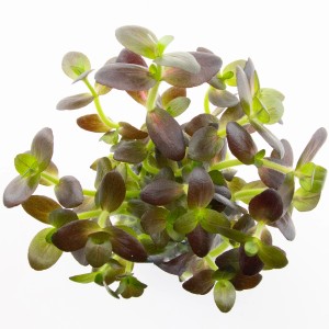 Dennerle Aquariumpflanze Bacopa salzmannii Purple, Fettblatt mit violetten Blättern.