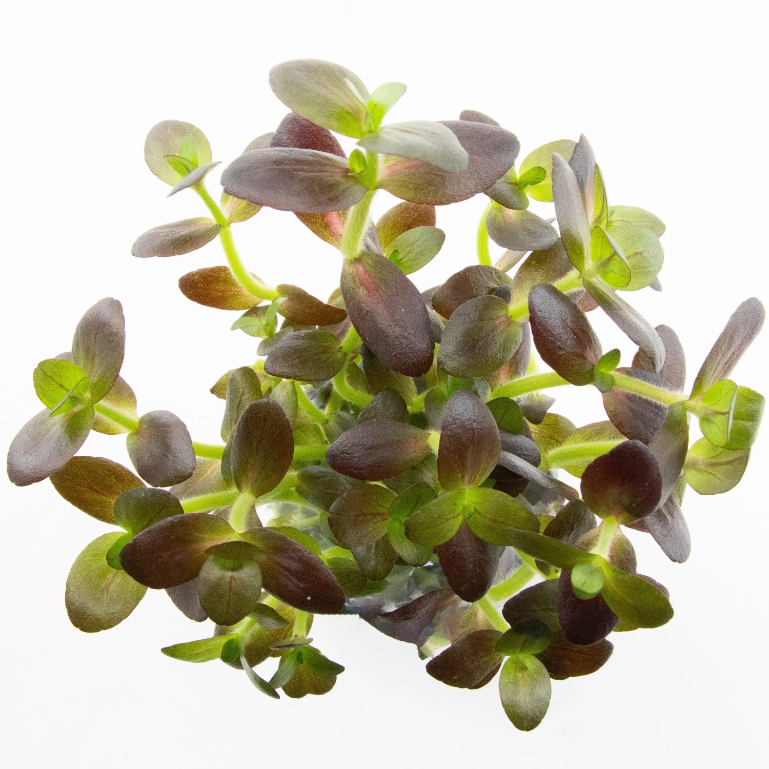 Dennerle Plants Aquariumpflanze Bacopa salzmannii Purple Fettblatt
