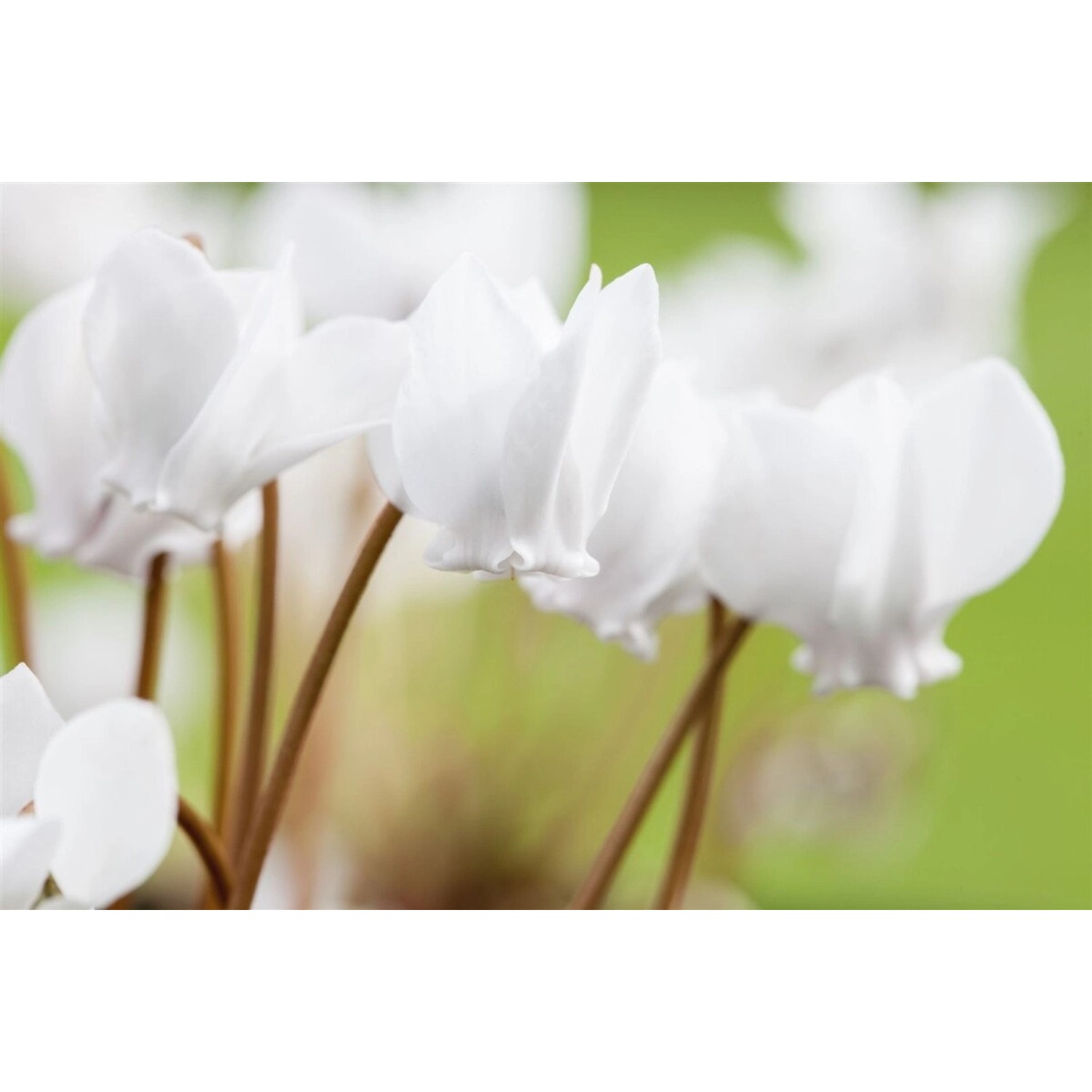 Cyclamen Hederifolium Album Efeublättriges Alpenveilchen Ca. 9x9 cm Topf günstig online kaufen