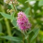 Detailaufnahme der rosa Blüten des Spierstrauchs Spiraea Billardii Triumphans.