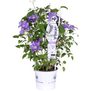 Waldrebe Olympia im Topf mit violetten Blüten, Rankhilfe. Clematis Kletterpflanze für Garten, Balkon.