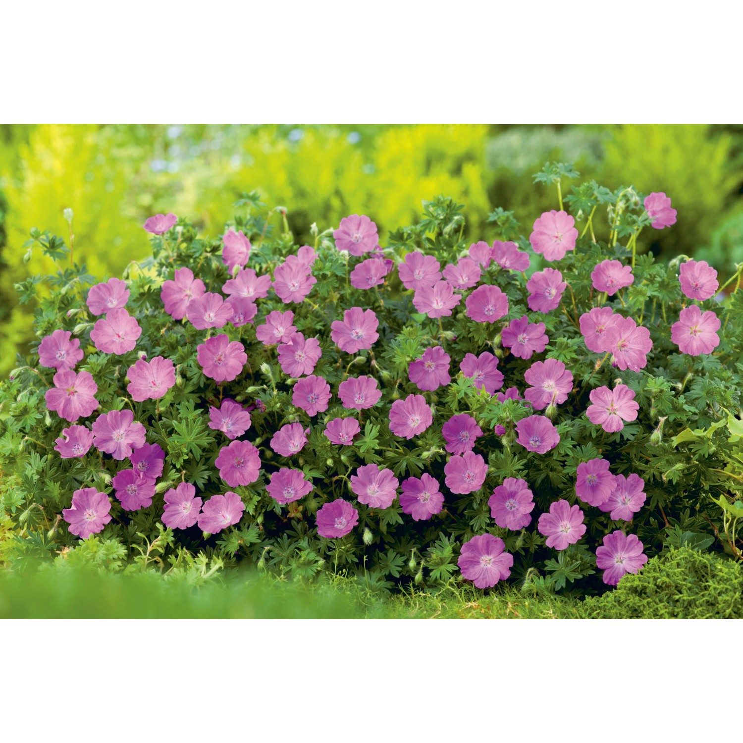 OBI Garten-Storchschnabel Max Frei Rosa Topf-Ø ca. 9 cm x 9 cm Geranium