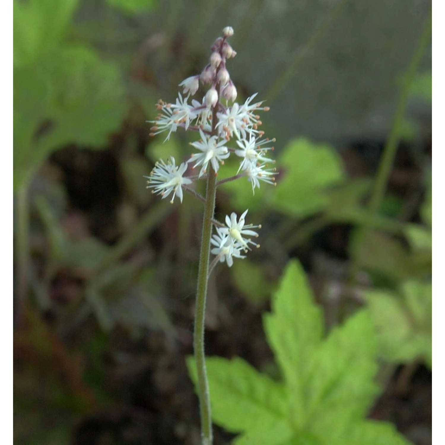 Garten-Schaumblüte Sugar and Spice - Tiarella culturum günstig online kaufen