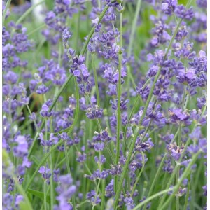 Nahaufnahme von blühendem, echtem Lavendel Peter Pan (Lavandula angustifolia).
