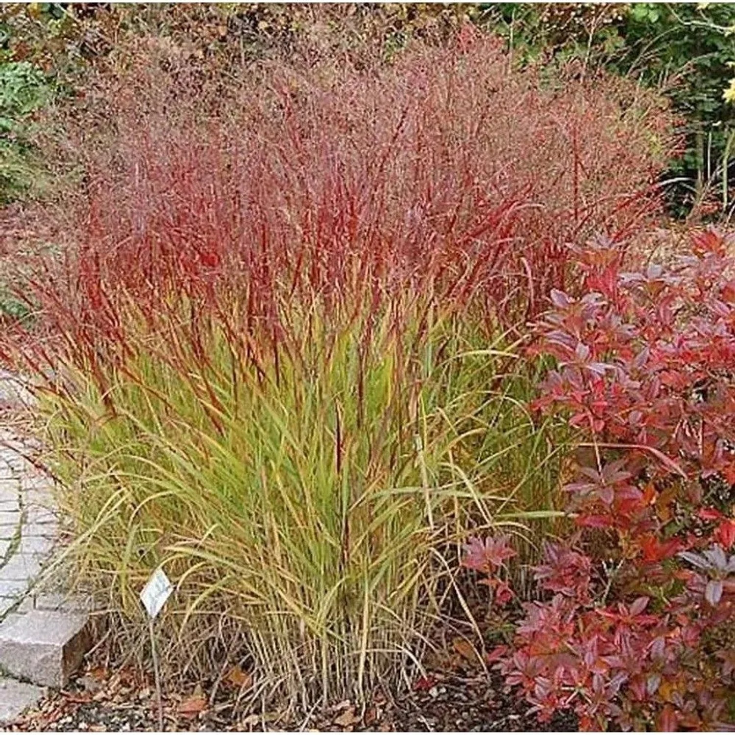 Rutenhirse Shenandoah - großer Topf - Panicum virgatum