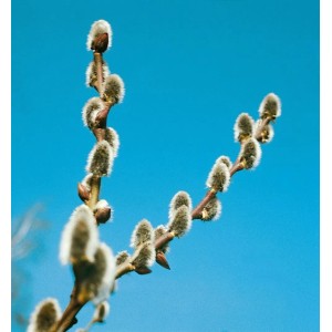 Nahaufnahme der silbrig-grauen Kätzchen der Salix Cinerea Grau-Weide vor blauem Himmel.