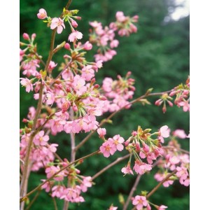 Zierkirsche 'Kursar' mit rosa Blüten auf 40 cm Stammhöhe, Nahaufnahme.